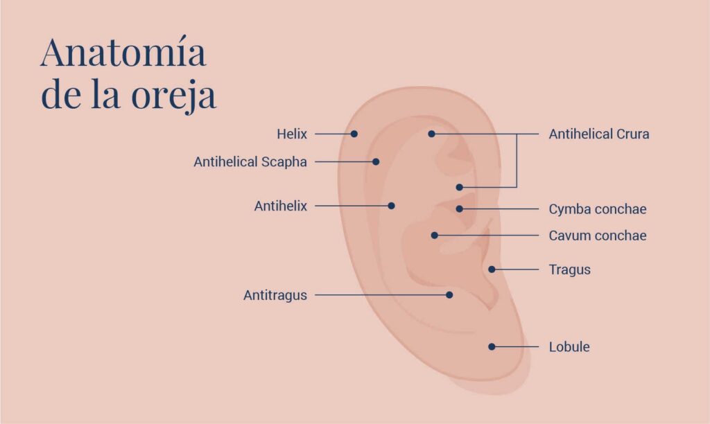 AGB Graficos Anatomia Oreja